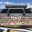 Mount Pleasant High School Tiger Dolls Win Big in Virtual Showcase